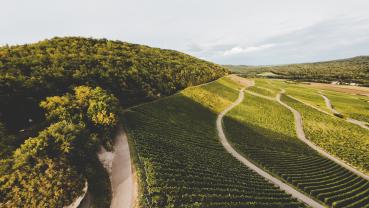 Weingut Emmerich Weinberge