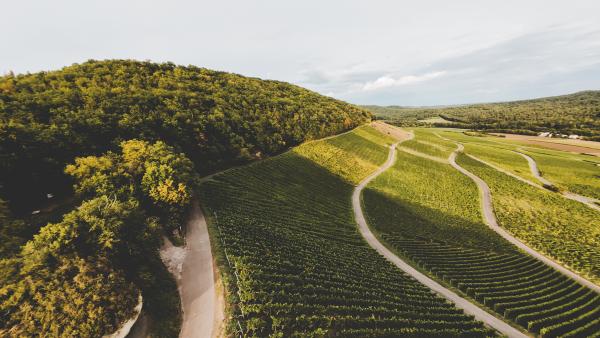 Weingut Emmerich Weinberge