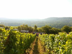 Weinbergführung mit kleiner Weinverkostung | Jeden Samstag 25. April – 31. Oktober 2026