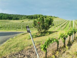 Do-it-yourself Wanderung durch die Weinberge – ganzjährig