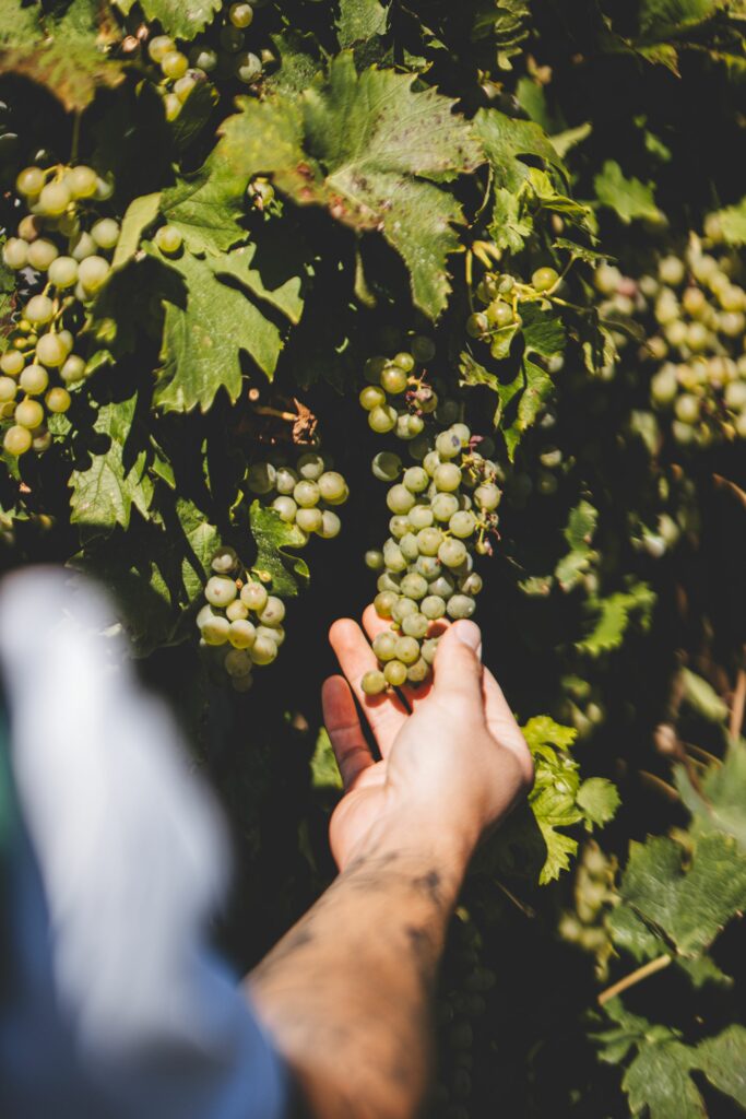 Handwerk im Weinberg