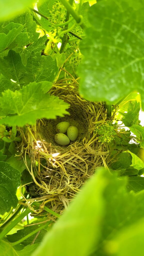 Sommerzeit im Weinberg